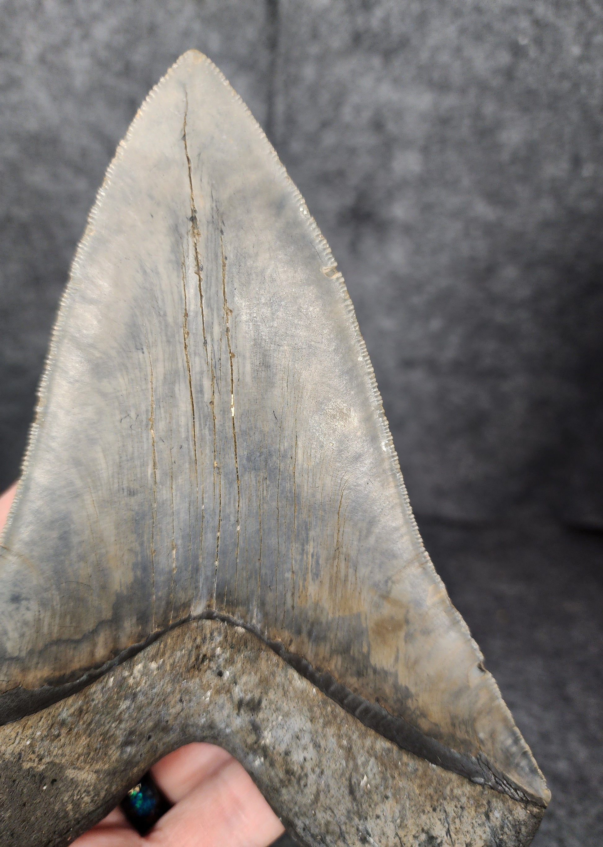 Close-up showcasing the right serrated edges of the 6.31-inch Megalodon tooth from Meg Ledge.