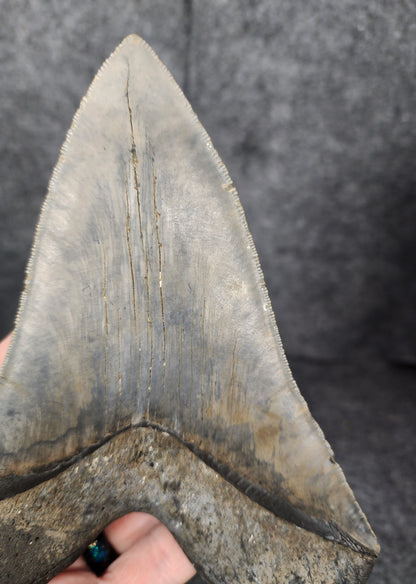 Close-up showcasing the right serrated edges of the 6.31-inch Megalodon tooth from Meg Ledge.