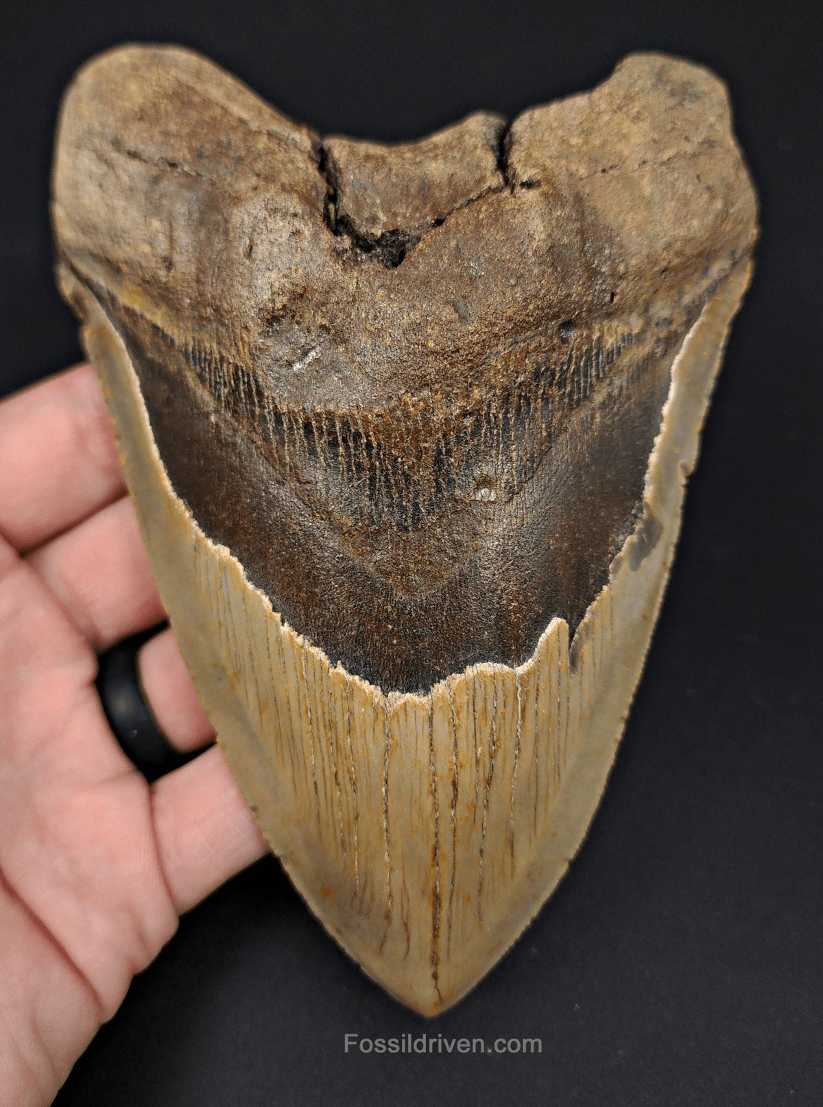 6.04" Fossil Megalodon Tooth - North Carolina | Fossil Driven - Fossil Driven