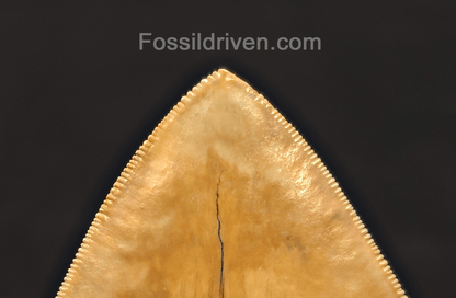 6.12" Restored Fossil Megalodon Tooth - Java, Indonesia - Fossil Driven