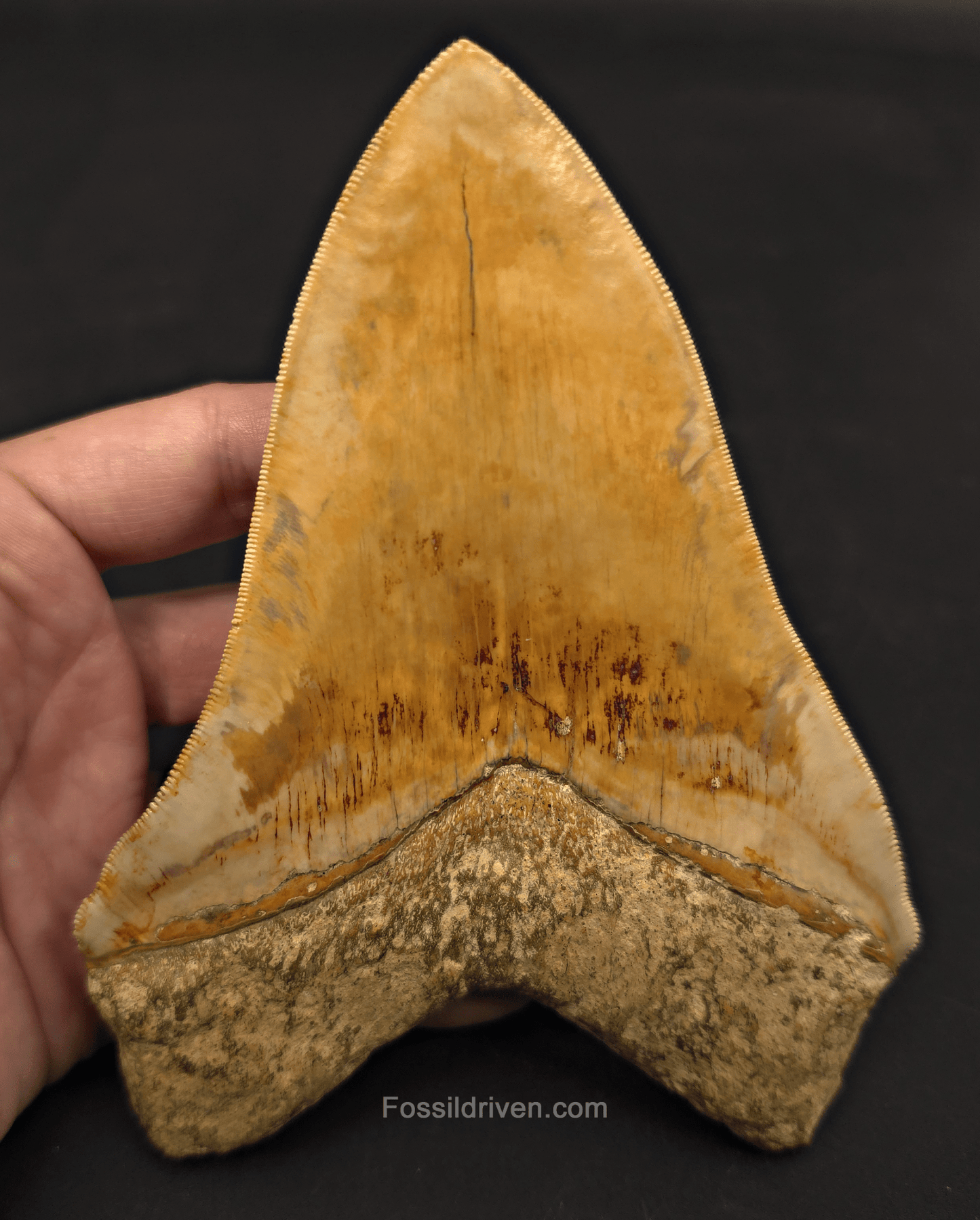 6.12" Restored Fossil Megalodon Tooth - Java, Indonesia - Fossil Driven