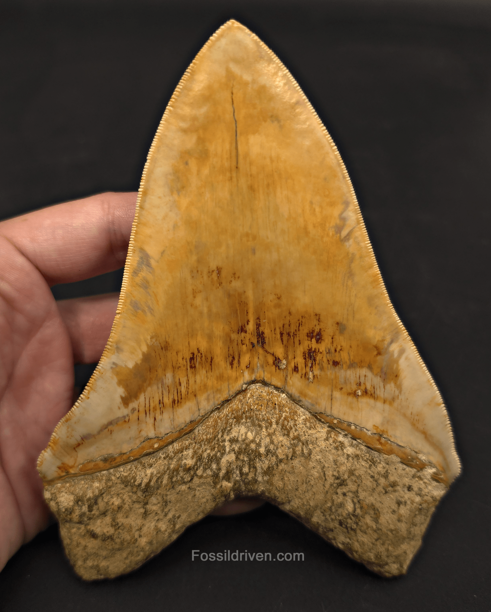 6.12" Restored Fossil Megalodon Tooth - Java, Indonesia - Fossil Driven