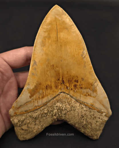 6.12" Restored Fossil Megalodon Tooth - Java, Indonesia - Fossil Driven