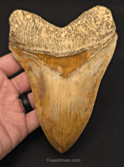 6.12" Restored Fossil Megalodon Tooth - Java, Indonesia - Fossil Driven