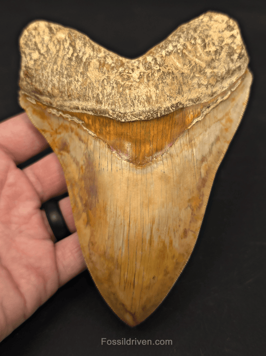 6.12" Restored Fossil Megalodon Tooth - Java, Indonesia - Fossil Driven