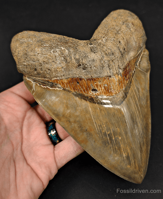 6.17" South Carolina Megalodon Tooth - Sharply Serrated - Restored Fossil Shark Tooth - Fossil Driven