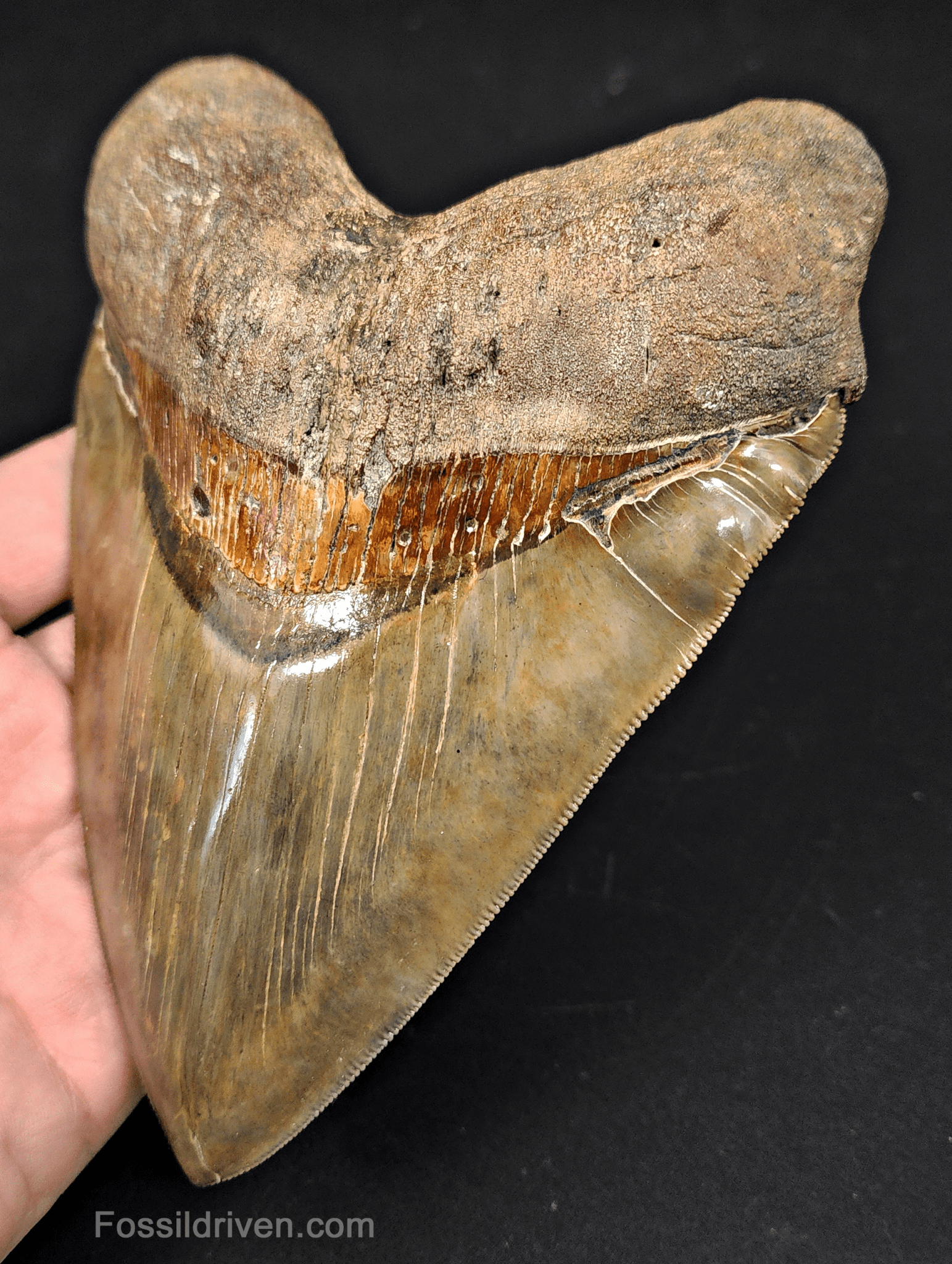 6.17" South Carolina Megalodon Tooth - Sharply Serrated - Restored Fossil Shark Tooth - Fossil Driven