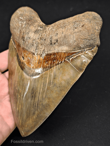 6.17" South Carolina Megalodon Tooth - Sharply Serrated - Restored Fossil Shark Tooth - Fossil Driven
