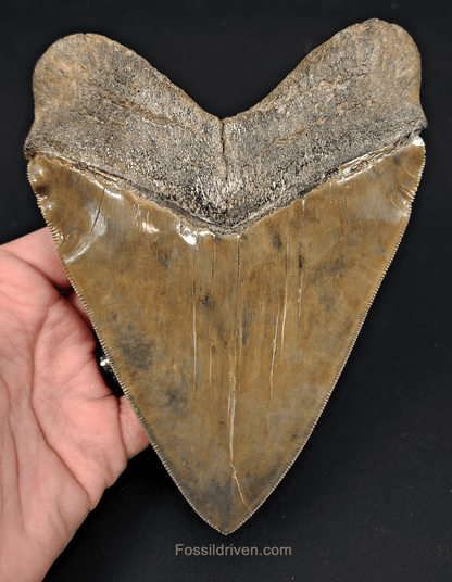6.17" South Carolina Megalodon Tooth - Sharply Serrated - Restored Fossil Shark Tooth - Fossil Driven