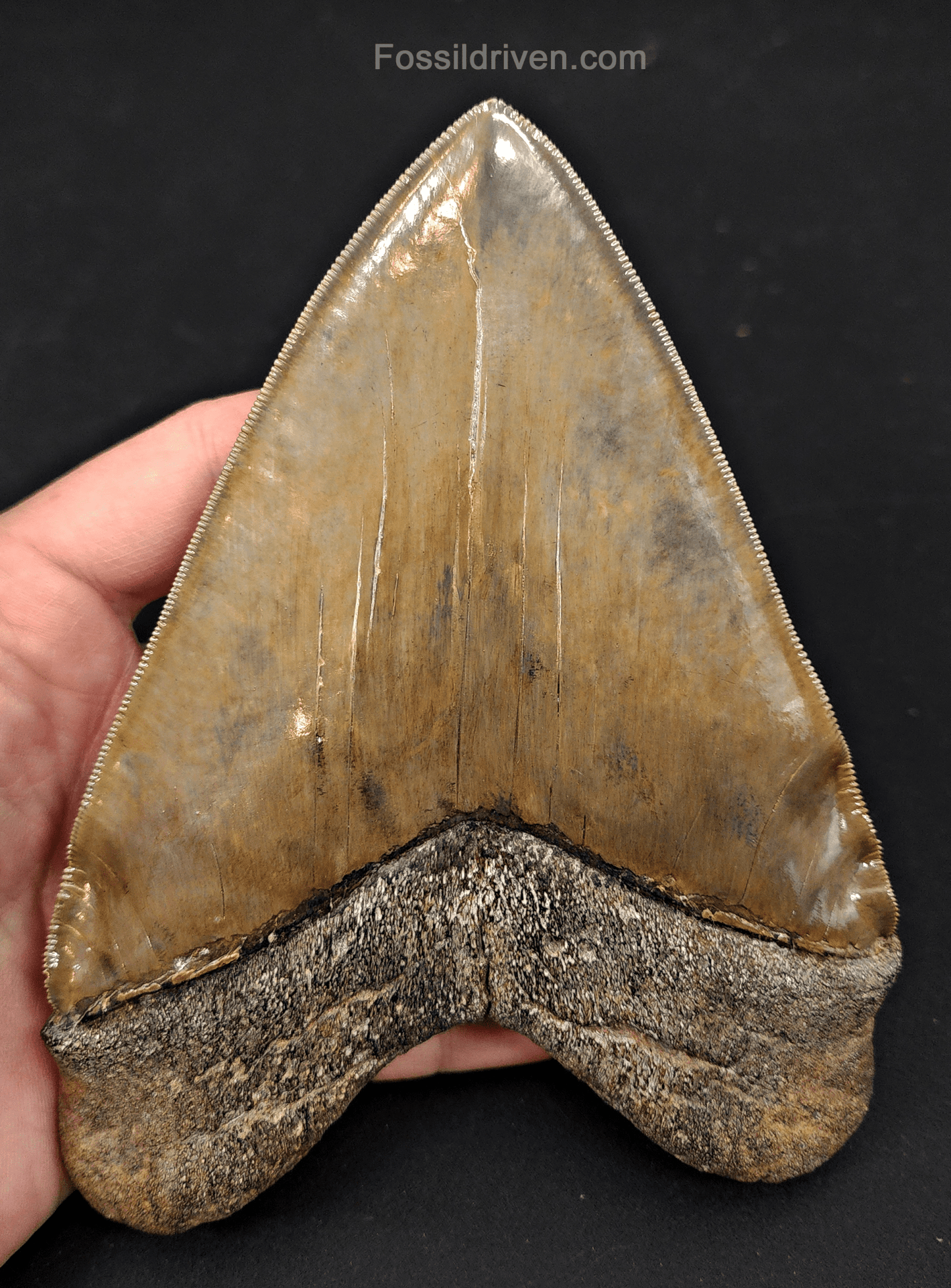 6.17" South Carolina Megalodon Tooth - Sharply Serrated - Restored Fossil Shark Tooth - Fossil Driven