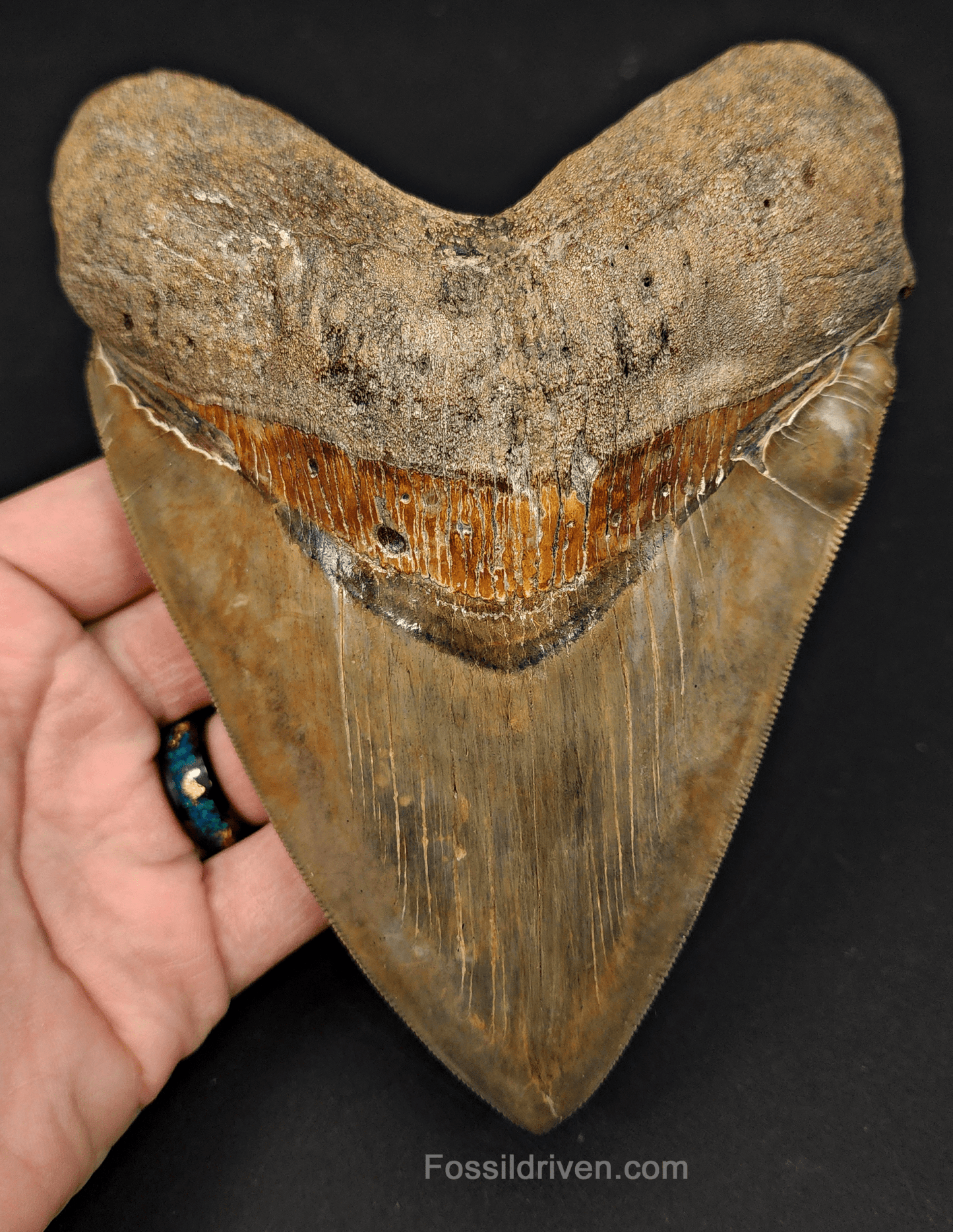6.17" South Carolina Megalodon Tooth - Sharply Serrated - Restored Fossil Shark Tooth - Fossil Driven