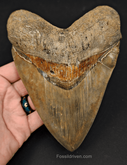6.17" South Carolina Megalodon Tooth - Sharply Serrated - Restored Fossil Shark Tooth - Fossil Driven