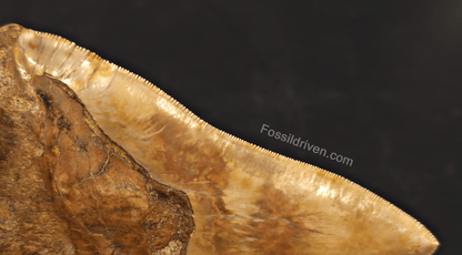6.22" Huge & Heavy Fossil Megalodon Tooth - Java, Indonesia - Fossil Driven
