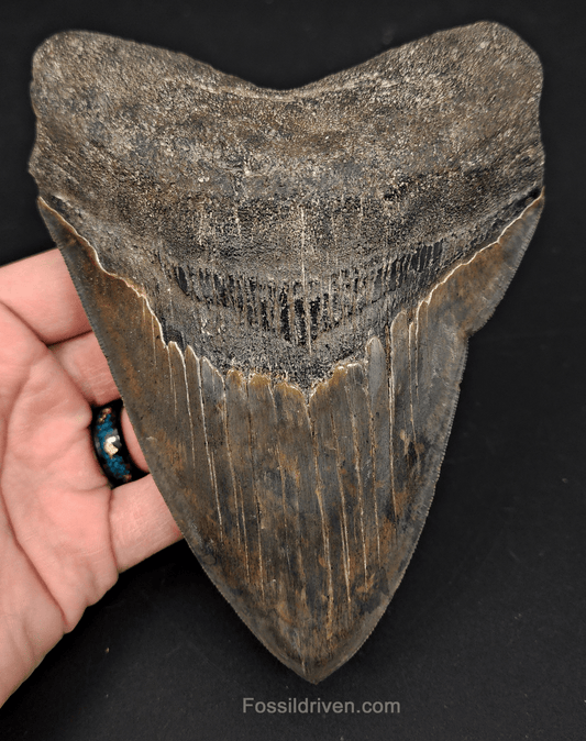 6.23" South Carolina Megalodon Tooth - Sharply Serrated - Restored Fossil Shark Tooth - Fossil Driven