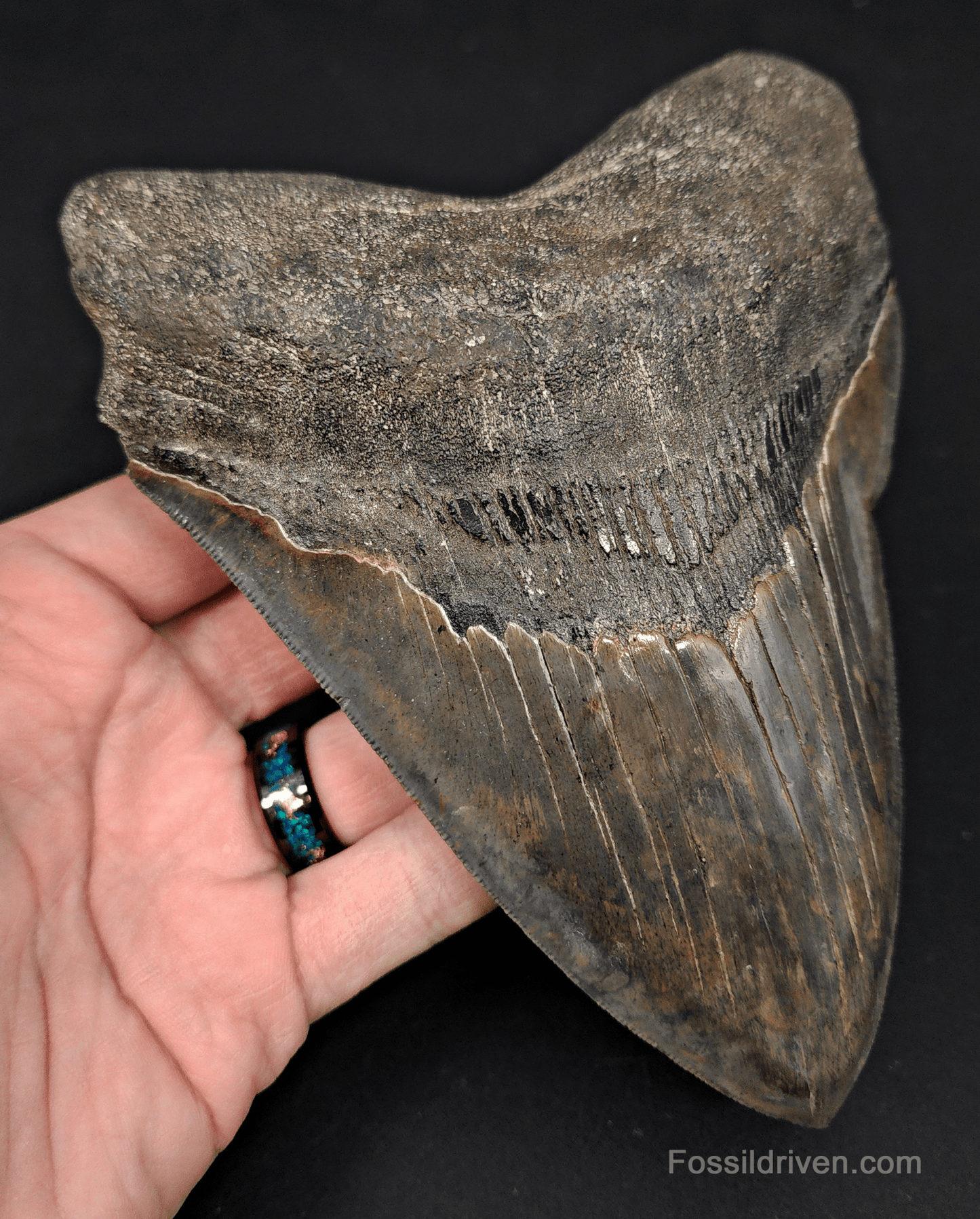6.23" South Carolina Megalodon Tooth - Sharply Serrated - Restored Fossil Shark Tooth - Fossil Driven