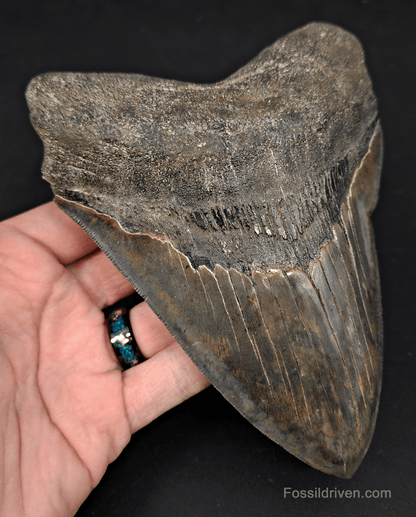 6.23" South Carolina Megalodon Tooth - Sharply Serrated - Restored Fossil Shark Tooth - Fossil Driven