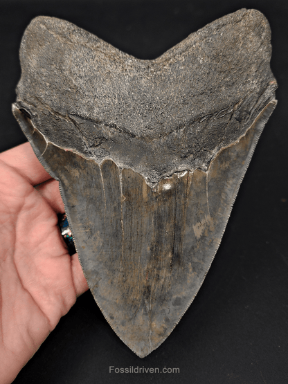 6.23" South Carolina Megalodon Tooth - Sharply Serrated - Restored Fossil Shark Tooth - Fossil Driven