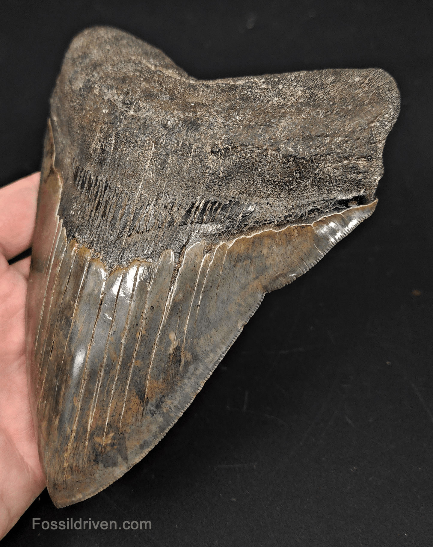 6.23" South Carolina Megalodon Tooth - Sharply Serrated - Restored Fossil Shark Tooth - Fossil Driven