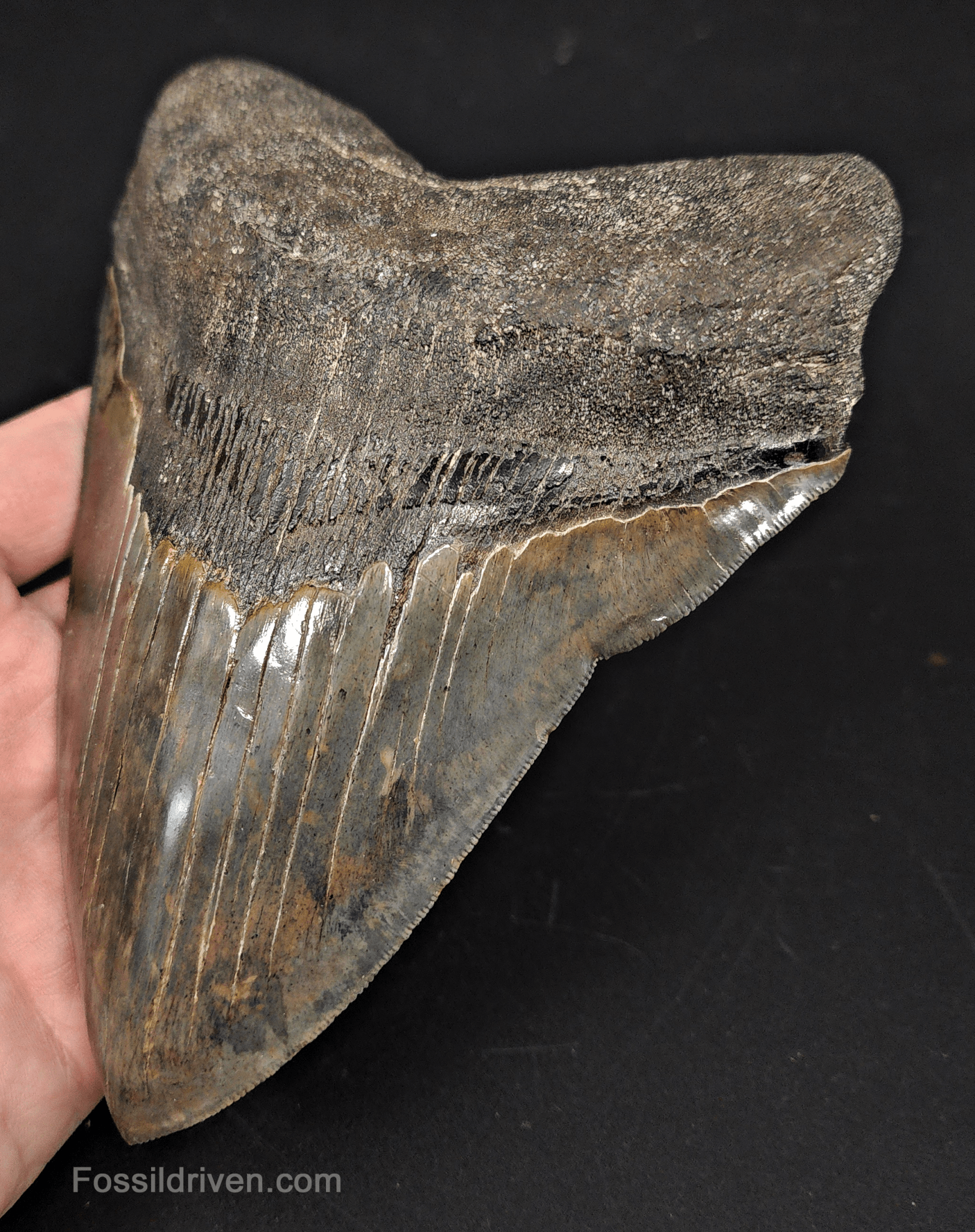 6.23" South Carolina Megalodon Tooth - Sharply Serrated - Restored Fossil Shark Tooth - Fossil Driven