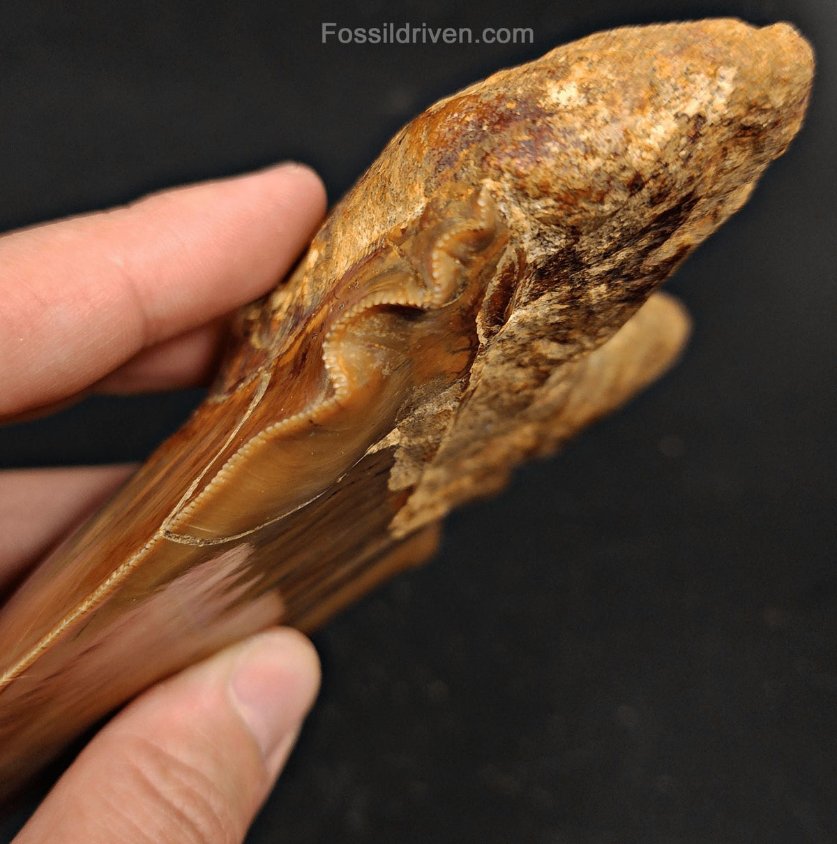 6.24" HUGE Fossil Megalodon Tooth - Java, Indonesia | Fossil Driven - Fossil Driven