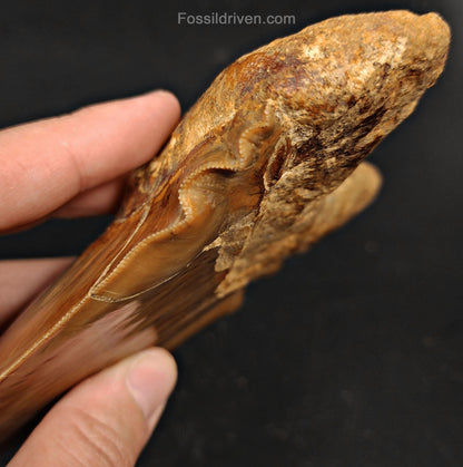6.24" HUGE Fossil Megalodon Tooth - Java, Indonesia | Fossil Driven - Fossil Driven