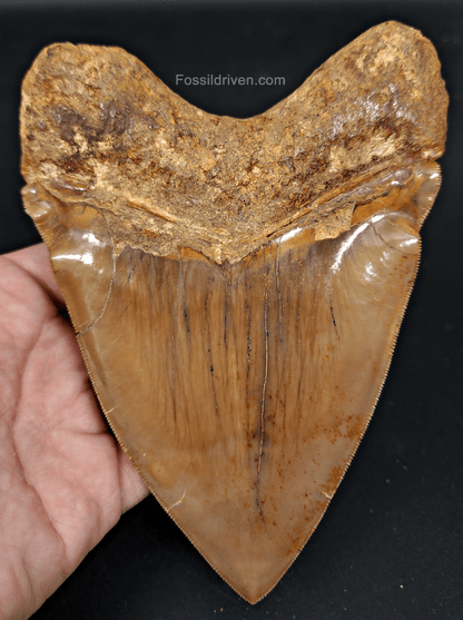 6.24" HUGE Fossil Megalodon Tooth - Java, Indonesia | Fossil Driven - Fossil Driven