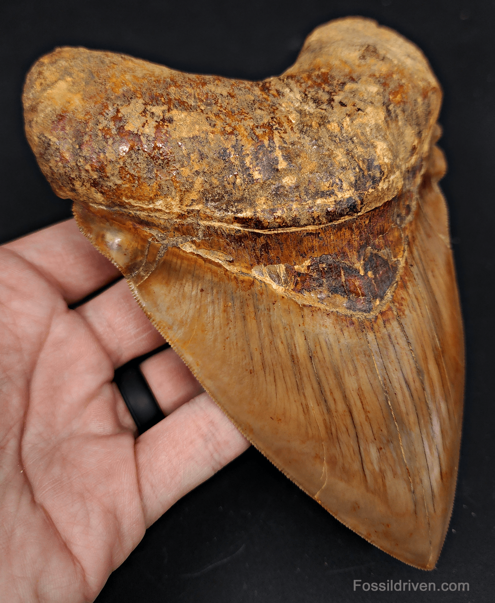 6.24" HUGE Fossil Megalodon Tooth - Java, Indonesia | Fossil Driven - Fossil Driven