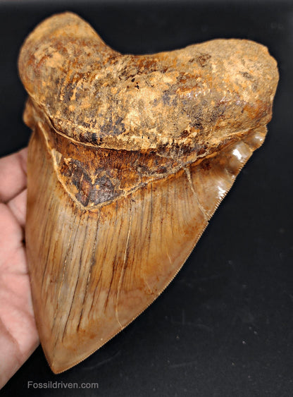 6.24" HUGE Fossil Megalodon Tooth - Java, Indonesia | Fossil Driven - Fossil Driven