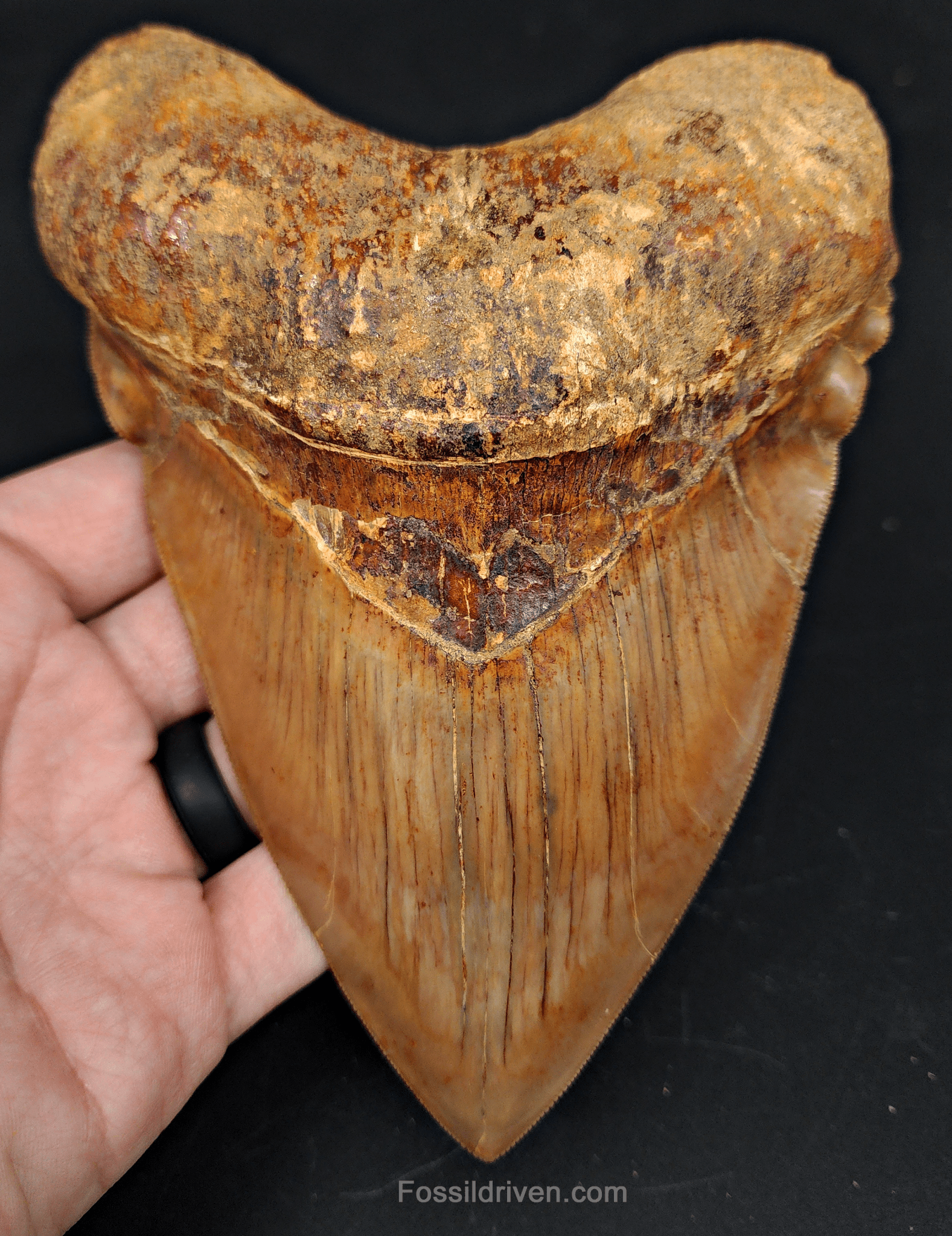 6.24" HUGE Fossil Megalodon Tooth - Java, Indonesia | Fossil Driven - Fossil Driven