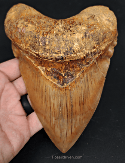 6.24" HUGE Fossil Megalodon Tooth - Java, Indonesia | Fossil Driven - Fossil Driven