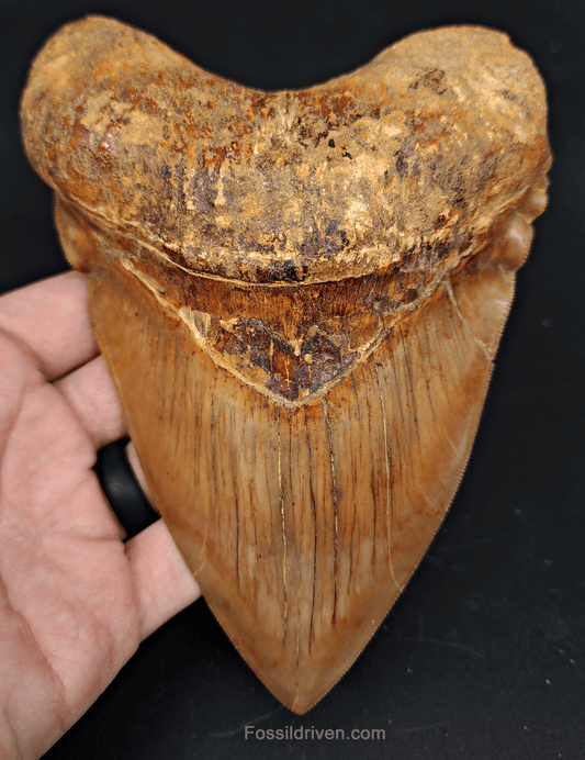 6.24" HUGE Fossil Megalodon Tooth - Java, Indonesia | Fossil Driven - Fossil Driven