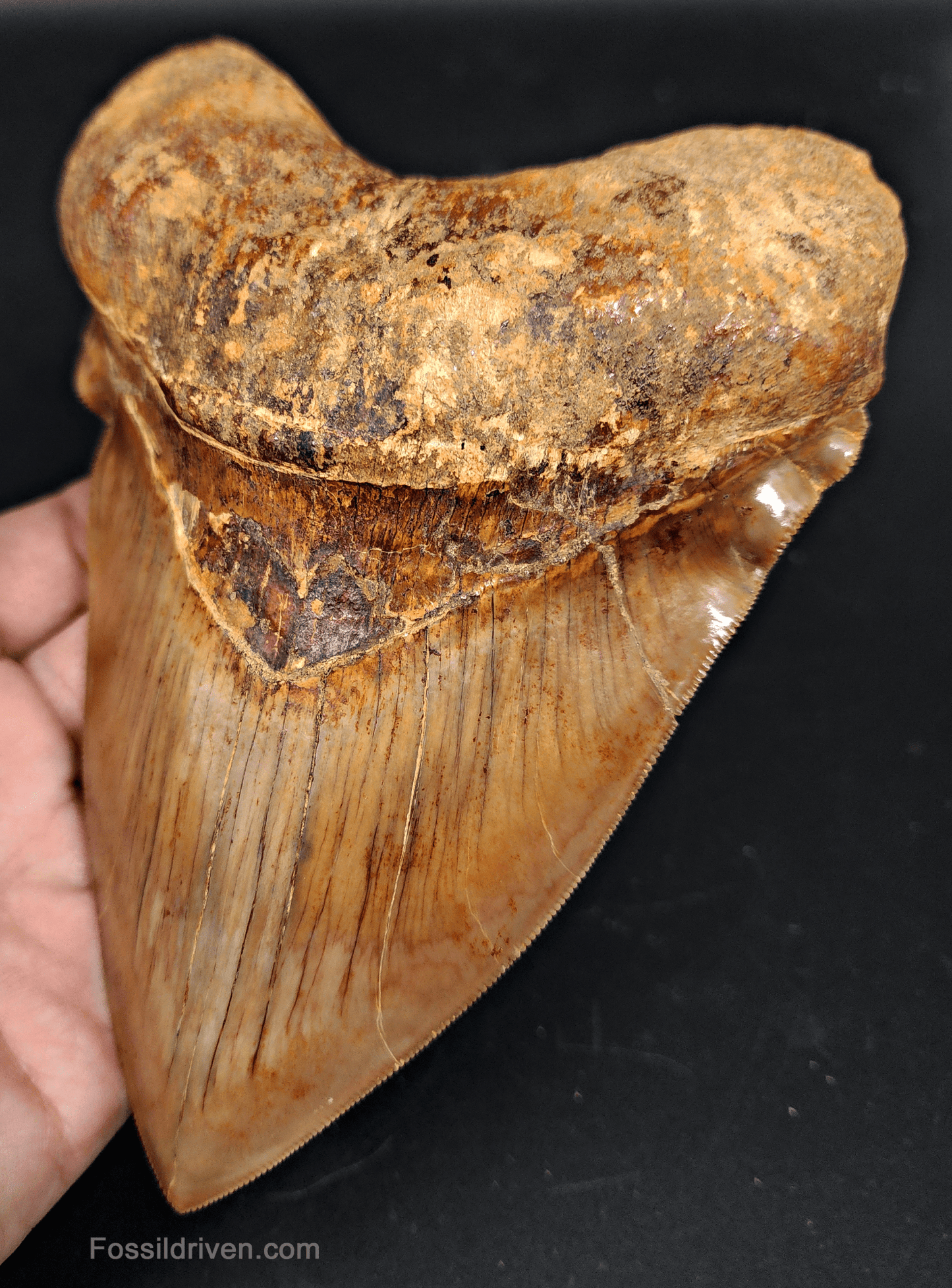 6.24" HUGE Fossil Megalodon Tooth - Java, Indonesia | Fossil Driven - Fossil Driven