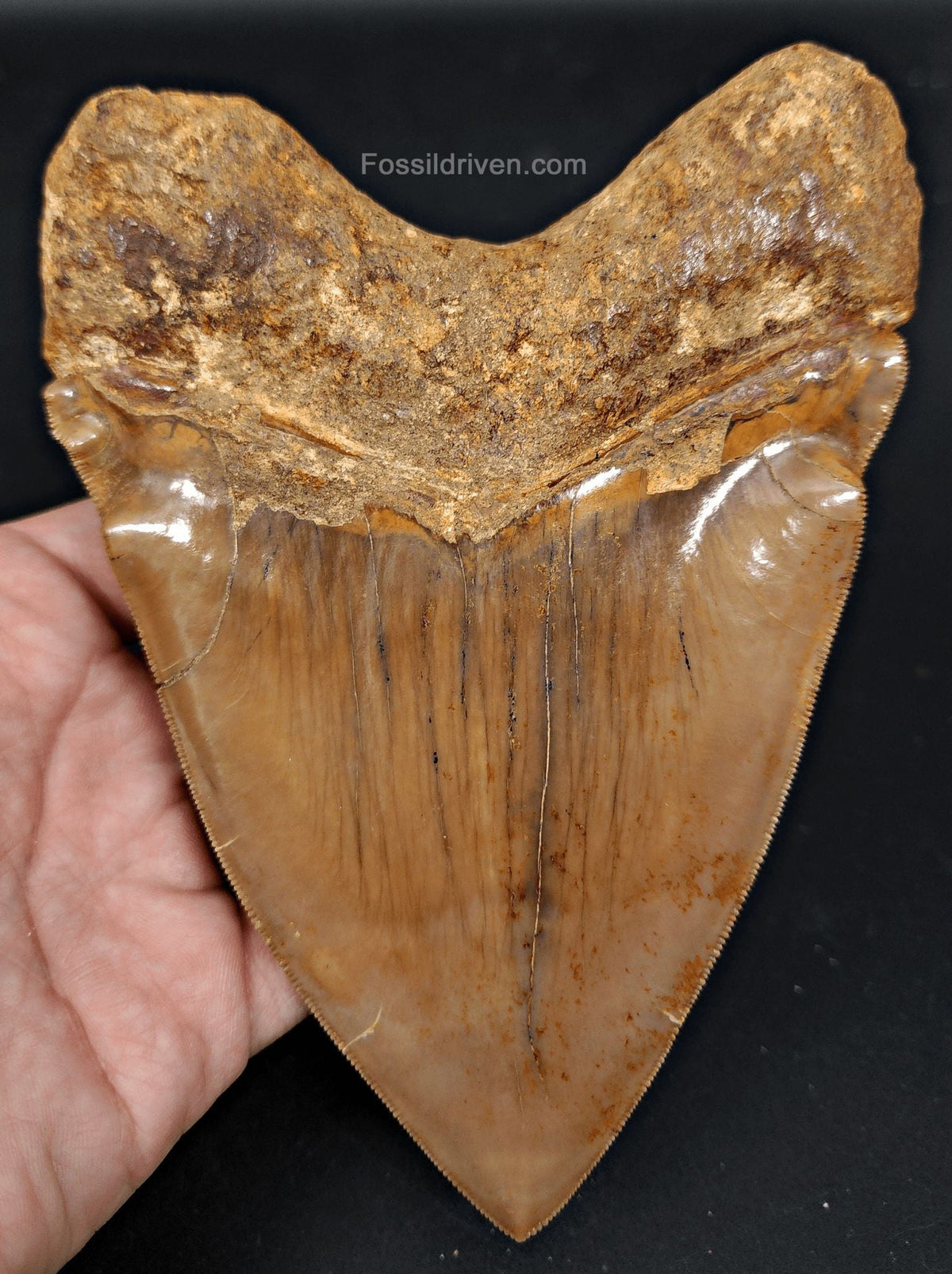 6.24" HUGE Fossil Megalodon Tooth - Java, Indonesia | Fossil Driven - Fossil Driven