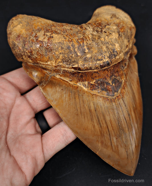 6.24" HUGE Fossil Megalodon Tooth - Java, Indonesia | Fossil Driven - Fossil Driven