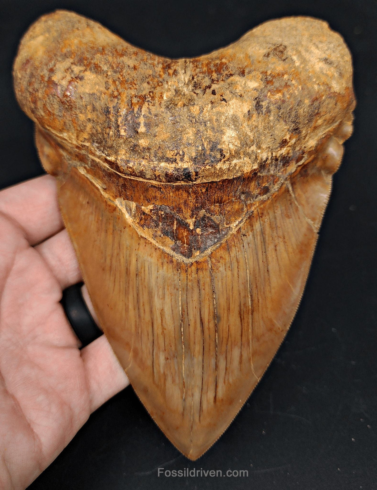 6.24" HUGE Fossil Megalodon Tooth - Java, Indonesia | Fossil Driven - Fossil Driven