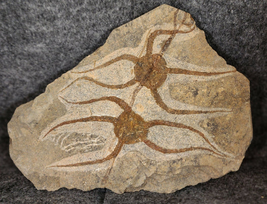 6.25" Fossil Brittle Stars – Jurassic Echinoderms from Morocco - Fossil Driven