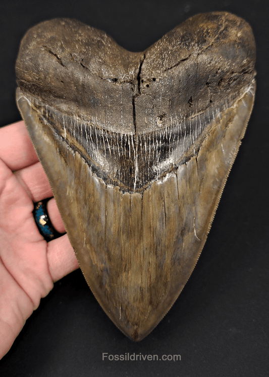 6.32" South Carolina Megalodon Tooth - Sharply Serrated - Restored Fossil Shark Tooth - Fossil Driven