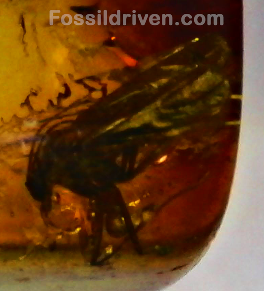Fossil Parasitic Wasp (Hymenoptera) in Baltic Amber – 18.6mm Fossil Inclusion
