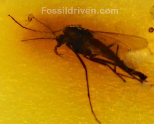 Fungus Gnat (Mycetophilidae) in Baltic Amber – 16.2mm Fossil Inclusion