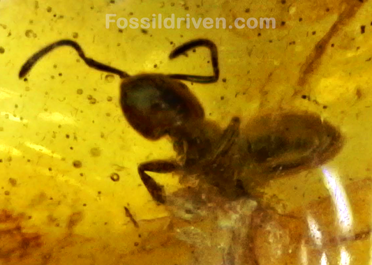 Fossil Ant (Formicidae) in Baltic Amber – 14.4mm Fossil Inclusion