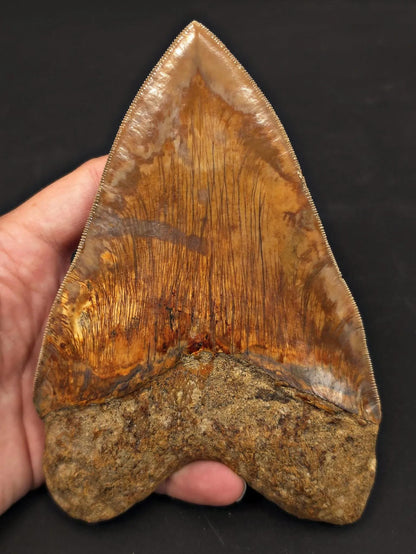 Massive 6.50" Fossil Megalodon Tooth - A Phenomenal Specimen Close to Maximum Size of 7"