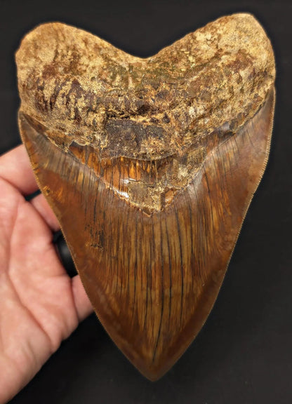 Massive 6.50" Fossil Megalodon Tooth - A Phenomenal Specimen Close to Maximum Size of 7"