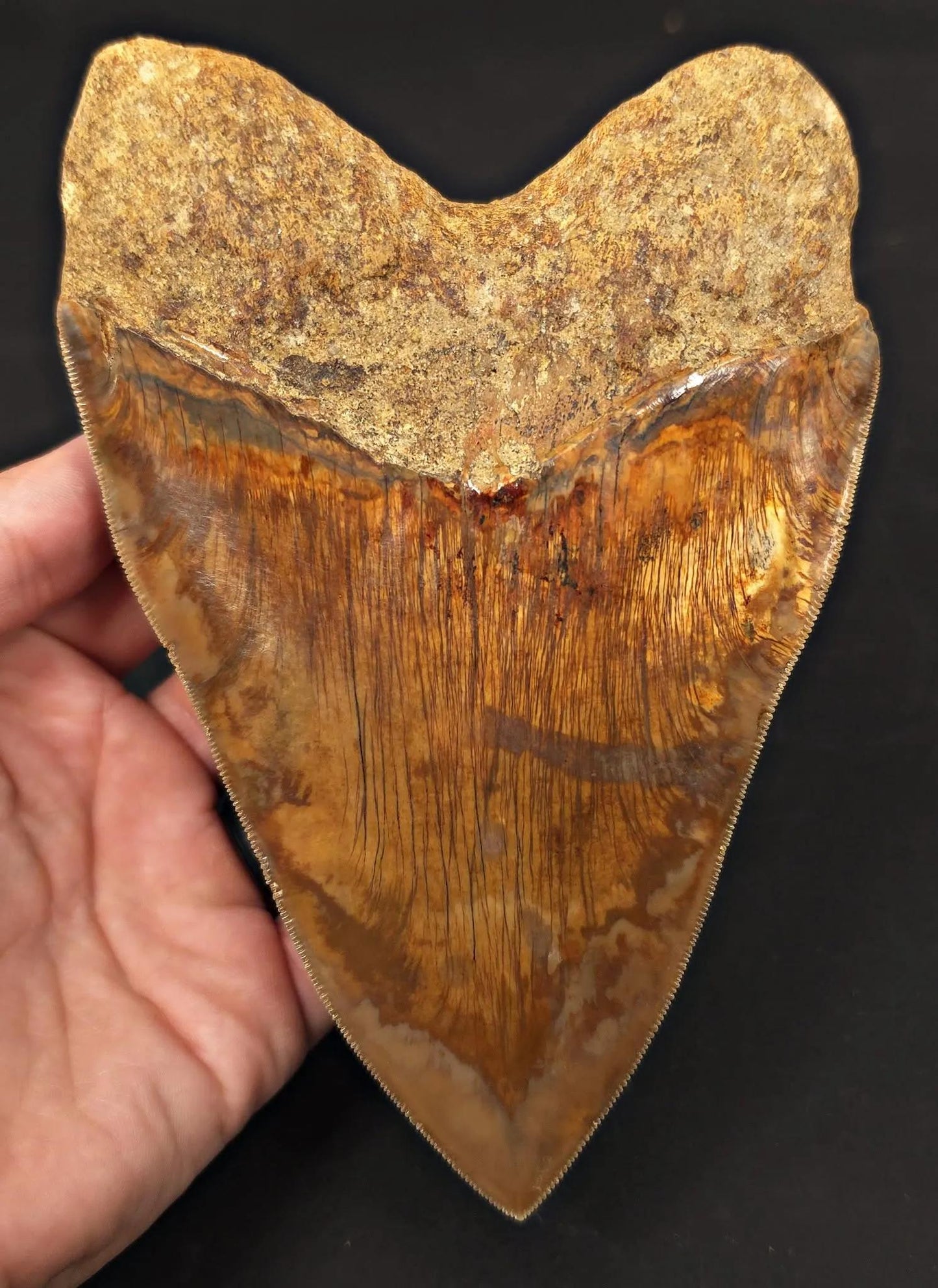 Massive 6.50" Fossil Megalodon Tooth - A Phenomenal Specimen Close to Maximum Size of 7"