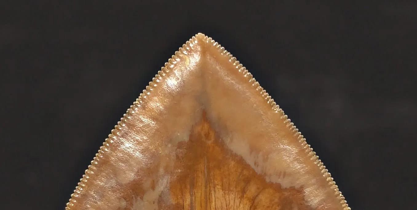 Massive 6.50" Fossil Megalodon Tooth - A Phenomenal Specimen Close to Maximum Size of 7"