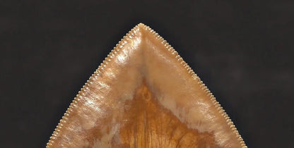 Massive 6.50" Fossil Megalodon Tooth - A Phenomenal Specimen Close to Maximum Size of 7"
