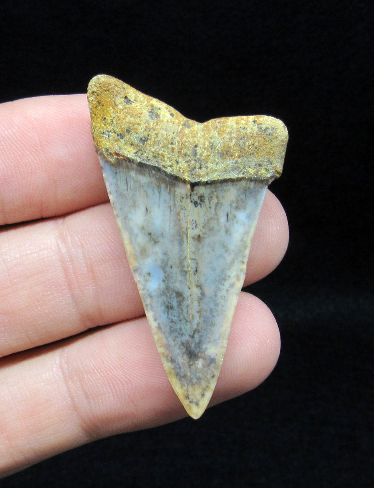 1.79" Fossil Mako Tooth - Sharktooth Hill, California