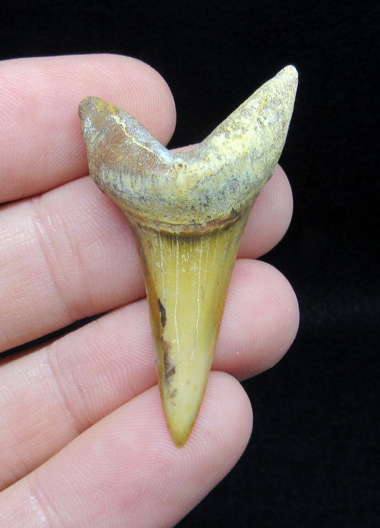 Fossil Mako Tooth - Sharktooth Hill, California