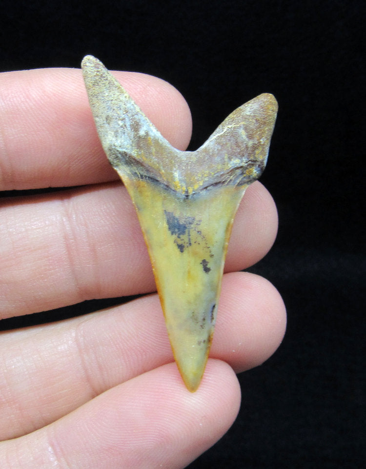 1.85" Fossil Mako Tooth - Sharktooth Hill, California