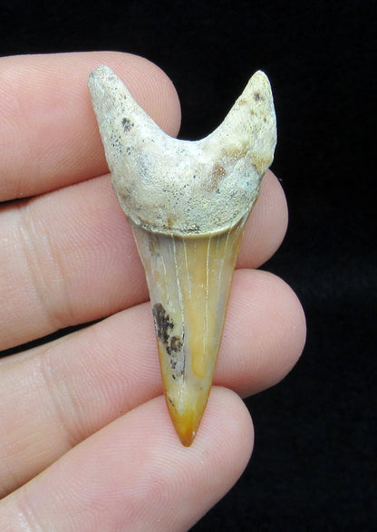 1.72" Fossil Mako Tooth - Sharktooth Hill, California