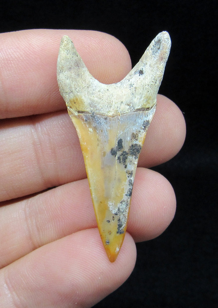 1.72" Fossil Mako Tooth - Sharktooth Hill, California